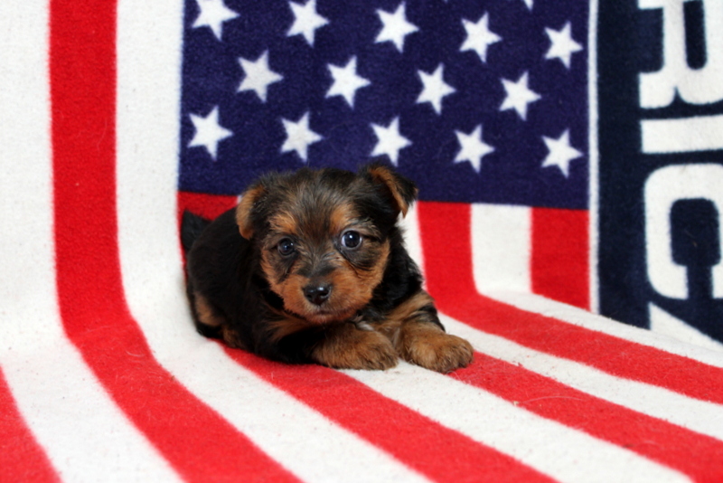 puppy, for, sale, Yorkshire Terrier, Matthew B. Stoltzfus, dog, breeder, Gap, PA, dog-breeder, puppy-for-sale, forsale, nearby, find, puppyfind, locator, puppylocator, aca